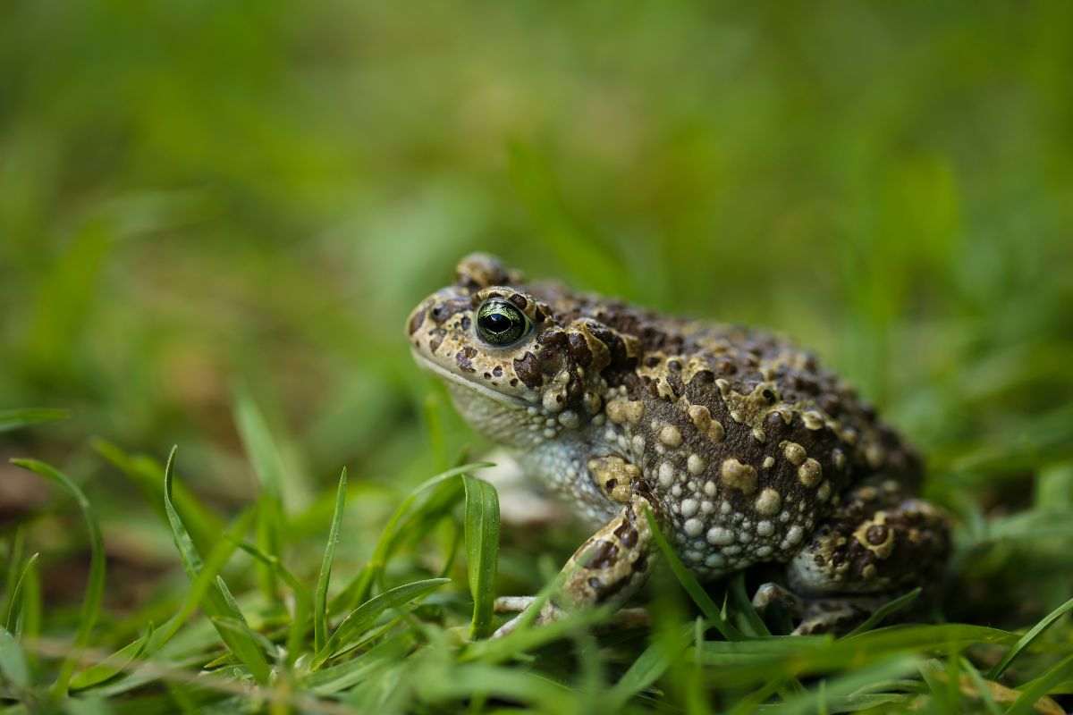 Un rospo in giardino